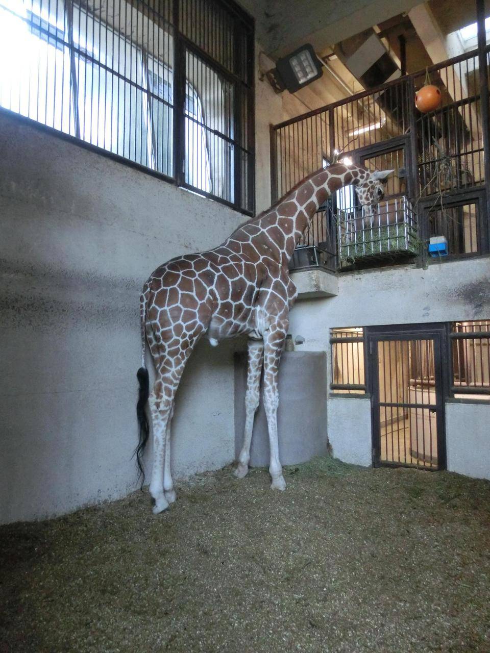 キリンたちへの取り組み②の写真