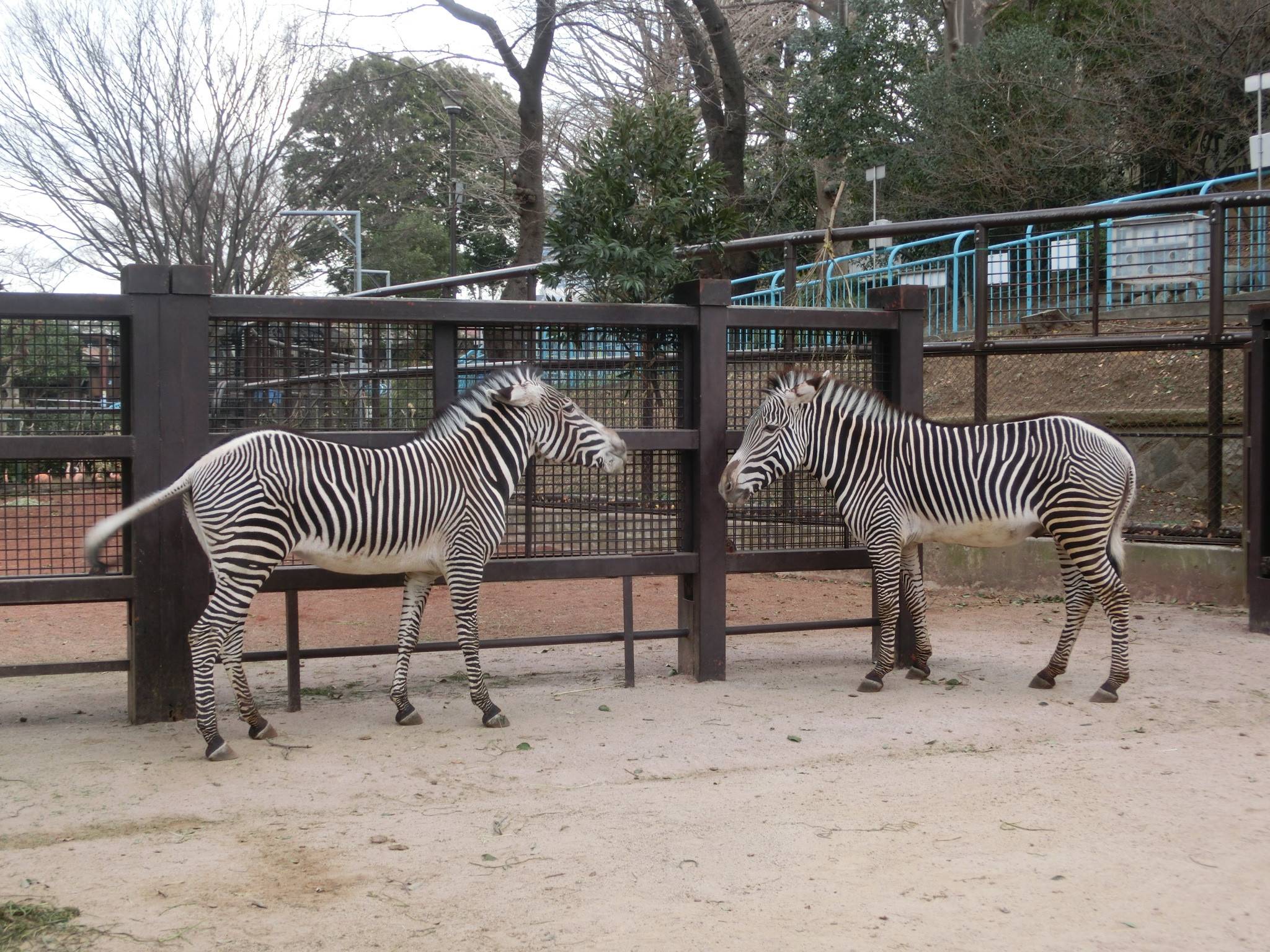 ココロとラッキー、大人への階段をのぼるの写真