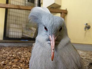 カグーのおしゃれヘアアレンジ??
