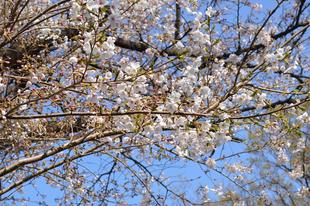 2021年も桜の開花情報をお伝えします!