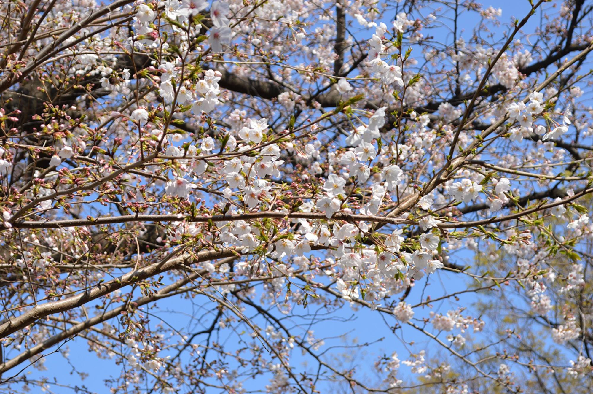 2021年も桜の開花情報をお伝えします!の写真