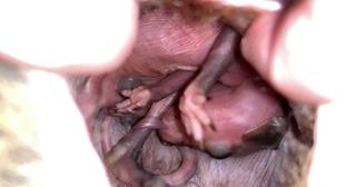 袋内での成長記録