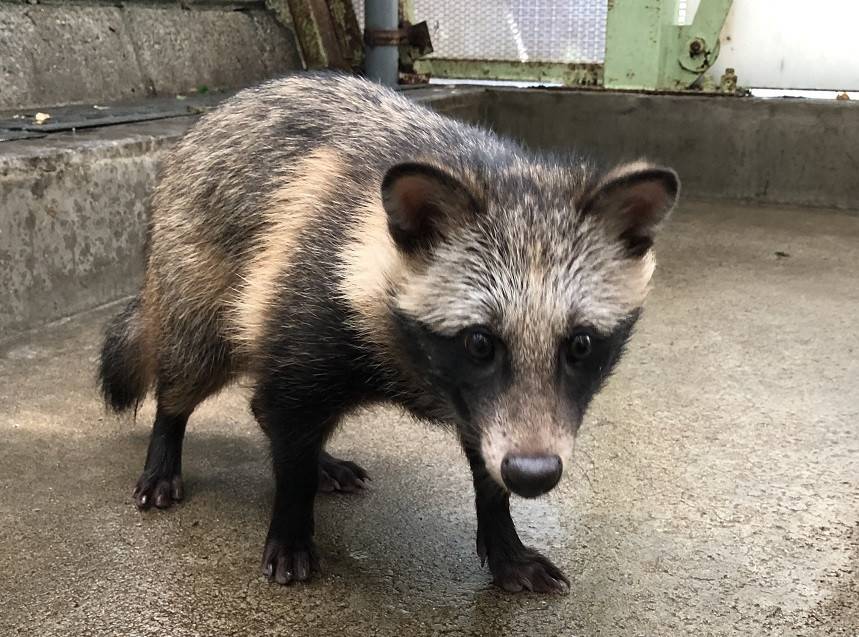 こたぬき成長記録４ 動物トピックス 野毛山動物園公式サイト 公益財団法人 横浜市緑の協会