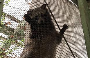 こたぬき成長記録5~最終回~