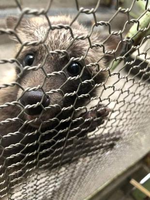 こたぬき成長記録２