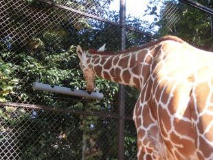 キリンたちへの取り組み①