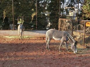 ココロとラッキー、見分け方②