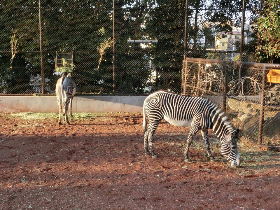 ココロとラッキー、見分け方②の写真