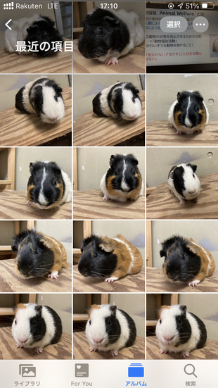 「突撃！となりのカメラロール！」