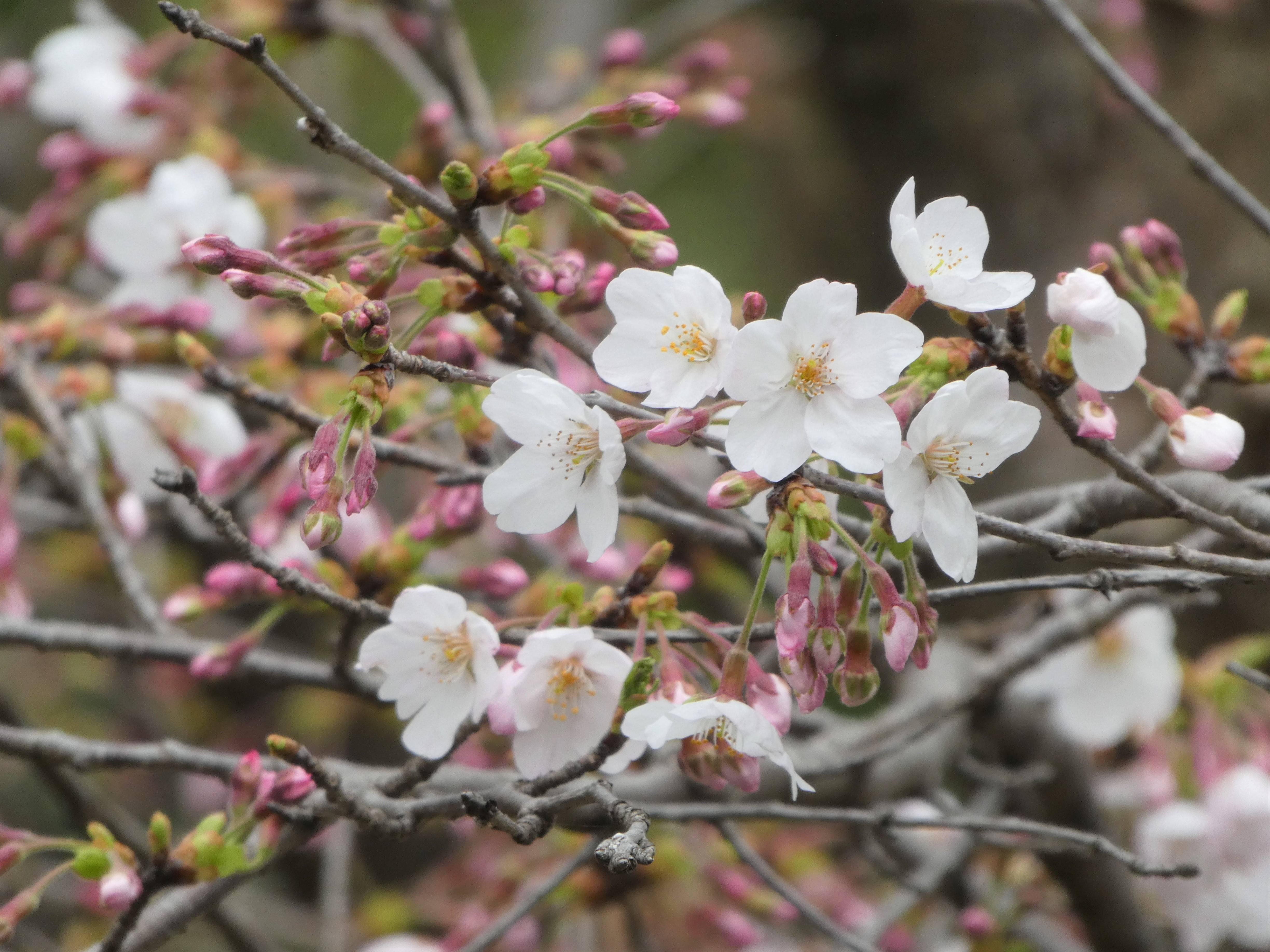 猛禽舎前スロープ横の桜のようすの写真