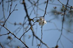 園内のソメイヨシノ続々と開花