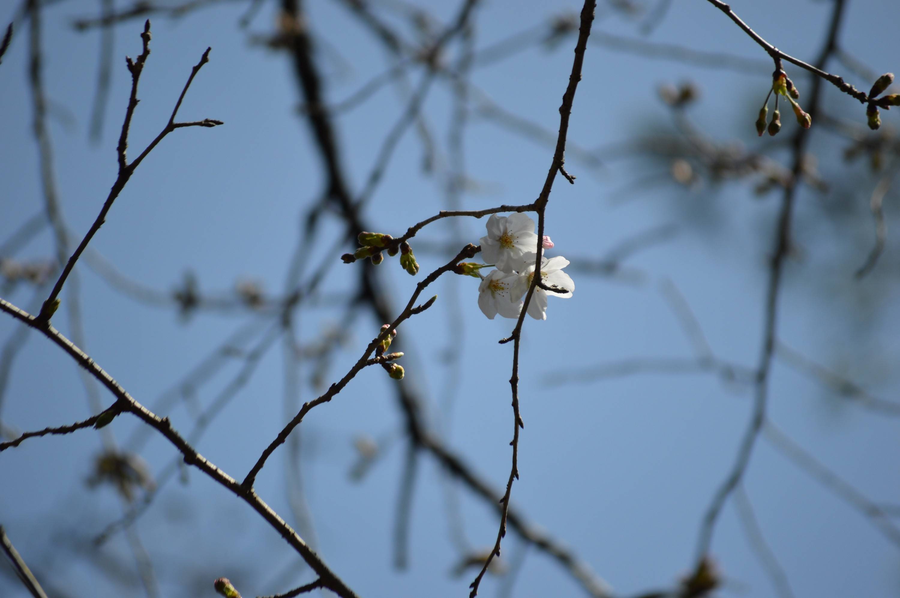 園内のソメイヨシノ続々と開花の写真