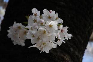 公園散策地区のソメイヨシノは見頃です