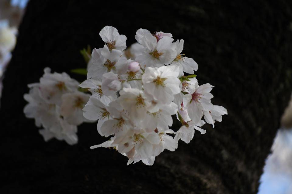 公園散策地区のソメイヨシノは見頃ですの写真