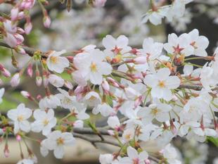 【展望地区遊具広場】桜満開、だけどあいにくの雨