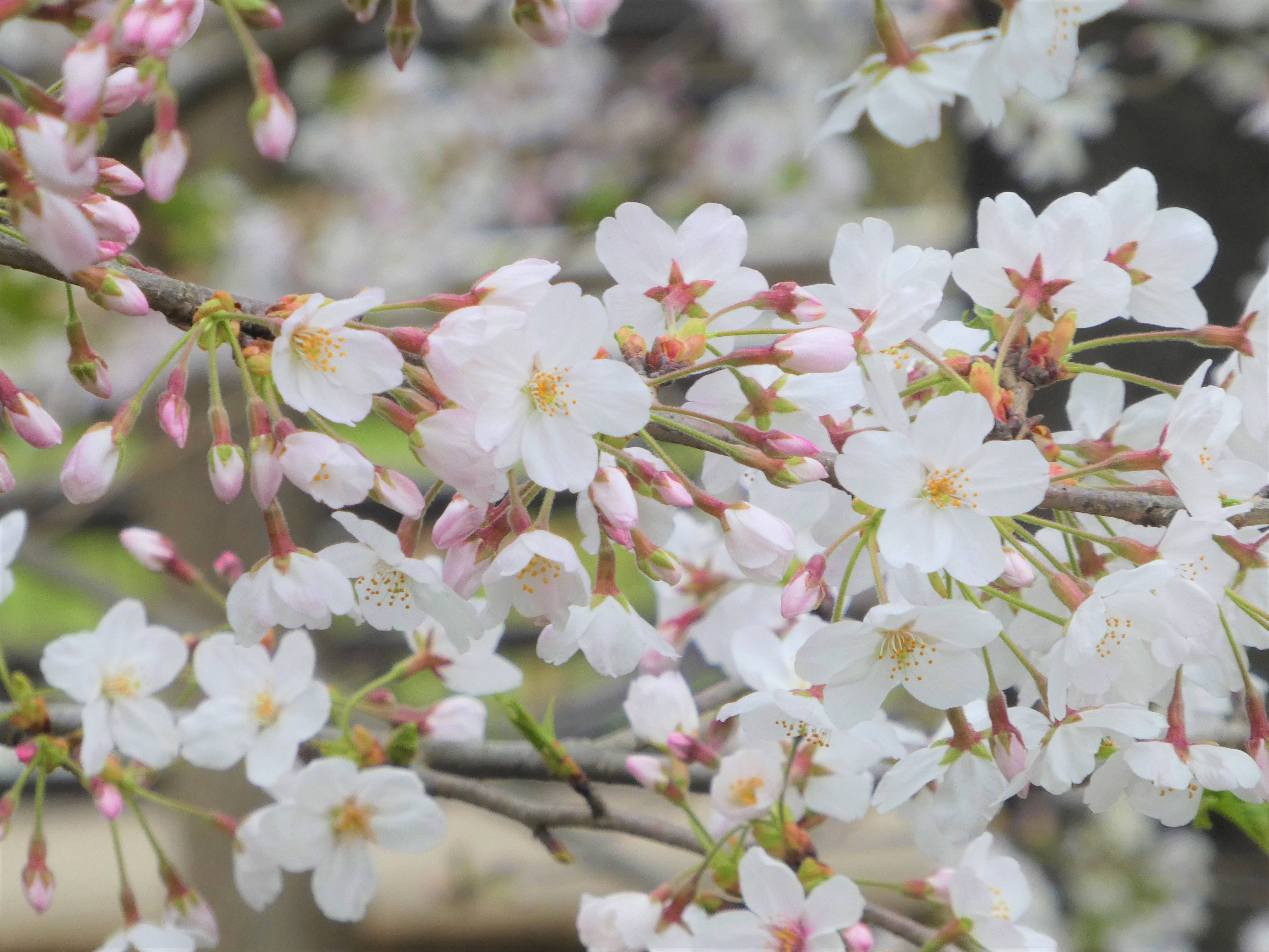【展望地区遊具広場】桜満開、だけどあいにくの雨の写真