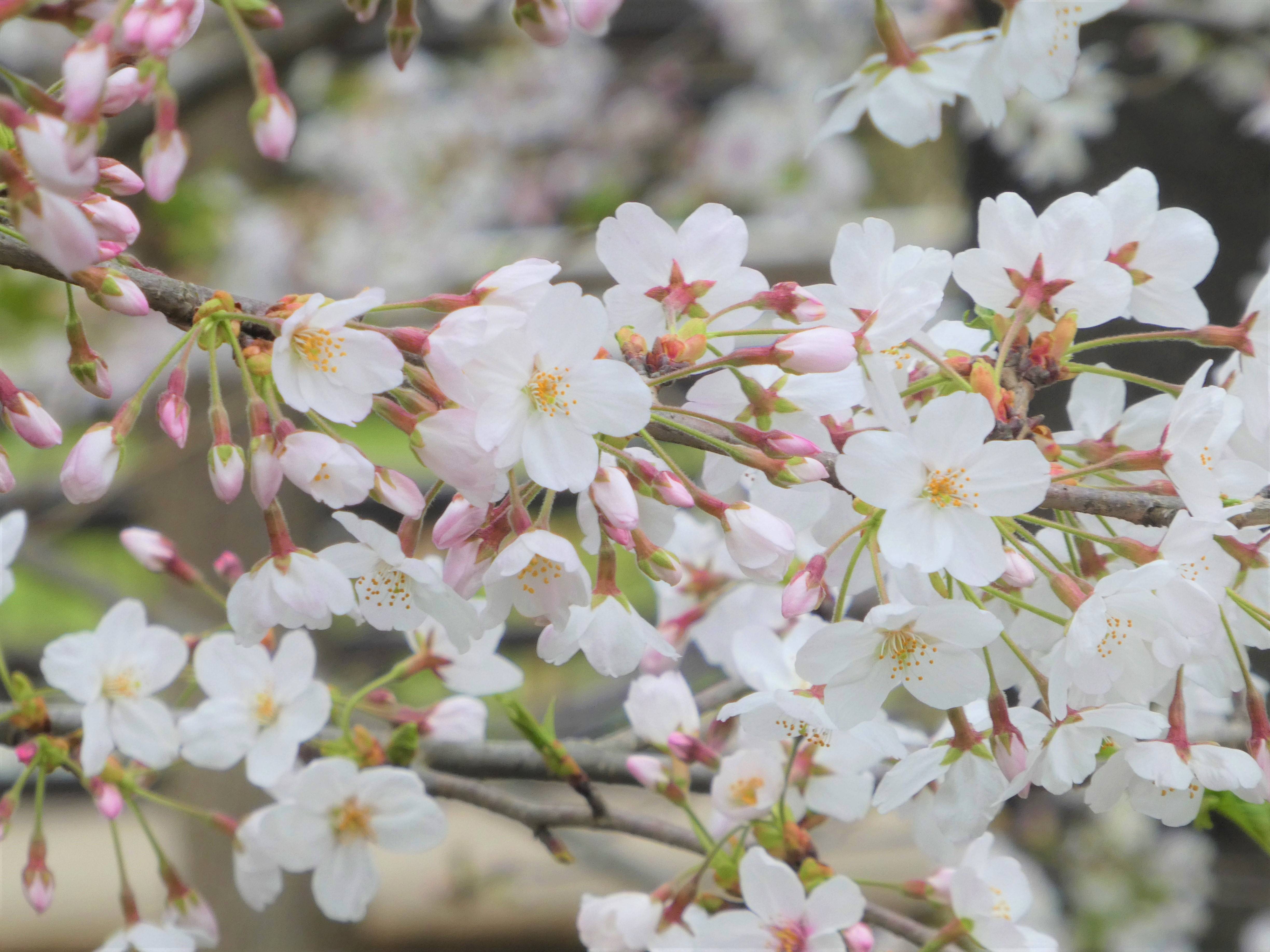 展望地区遊具広場 桜満開 だけどあいにくの雨 桜開花 野毛山動物園公式サイト 公益財団法人 横浜市緑の協会