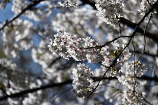 園内の基準木が満開になりました