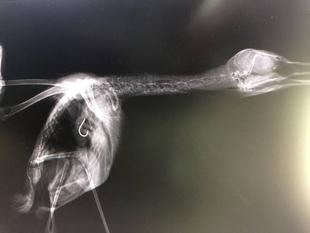 ウミネコの治療