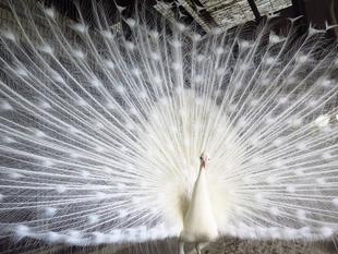 NOGEYAMA 　ZOO　 COLLECTION  　Vol.3　