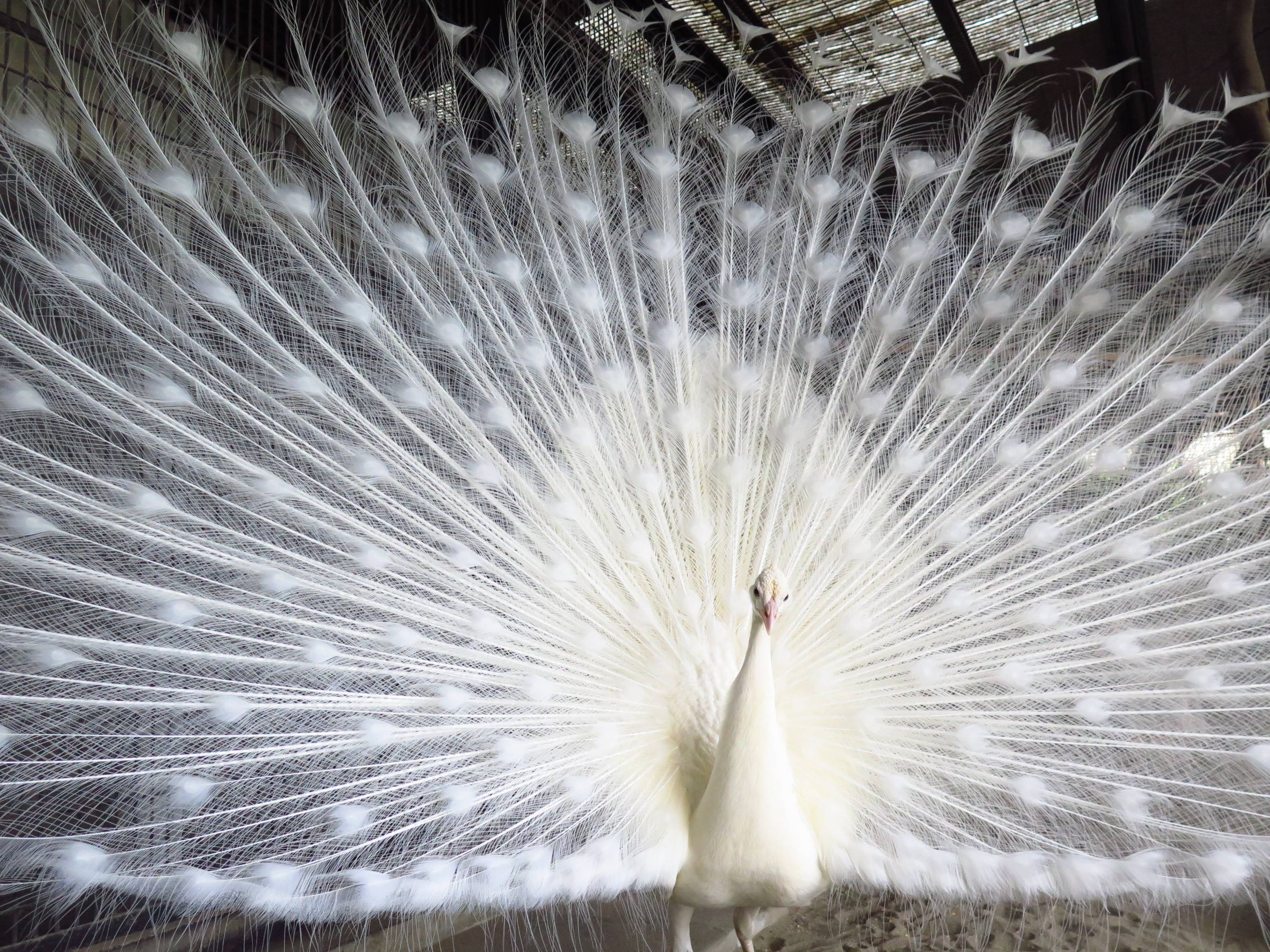 NOGEYAMA ZOO COLLECTION Vol.3 の写真