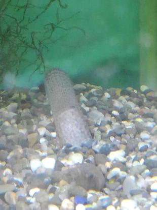 頭かくして尻かくさず