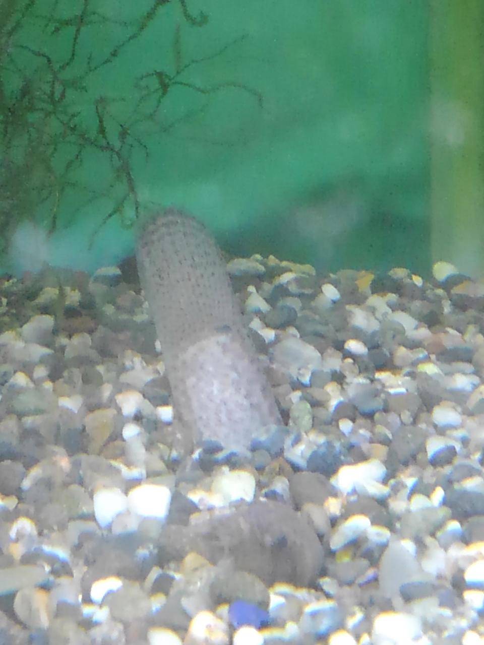 頭かくして尻かくさずの写真