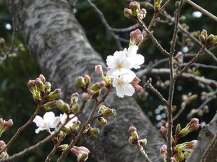 【公園散策地区】中村汀女句碑近くの桜が開花しました