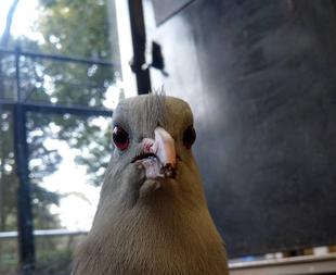 カグーの新しい家具