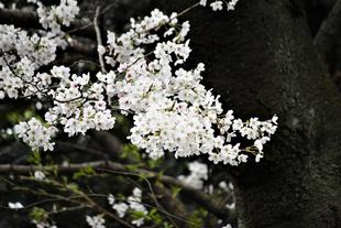 園内の桜は一気に開花しています