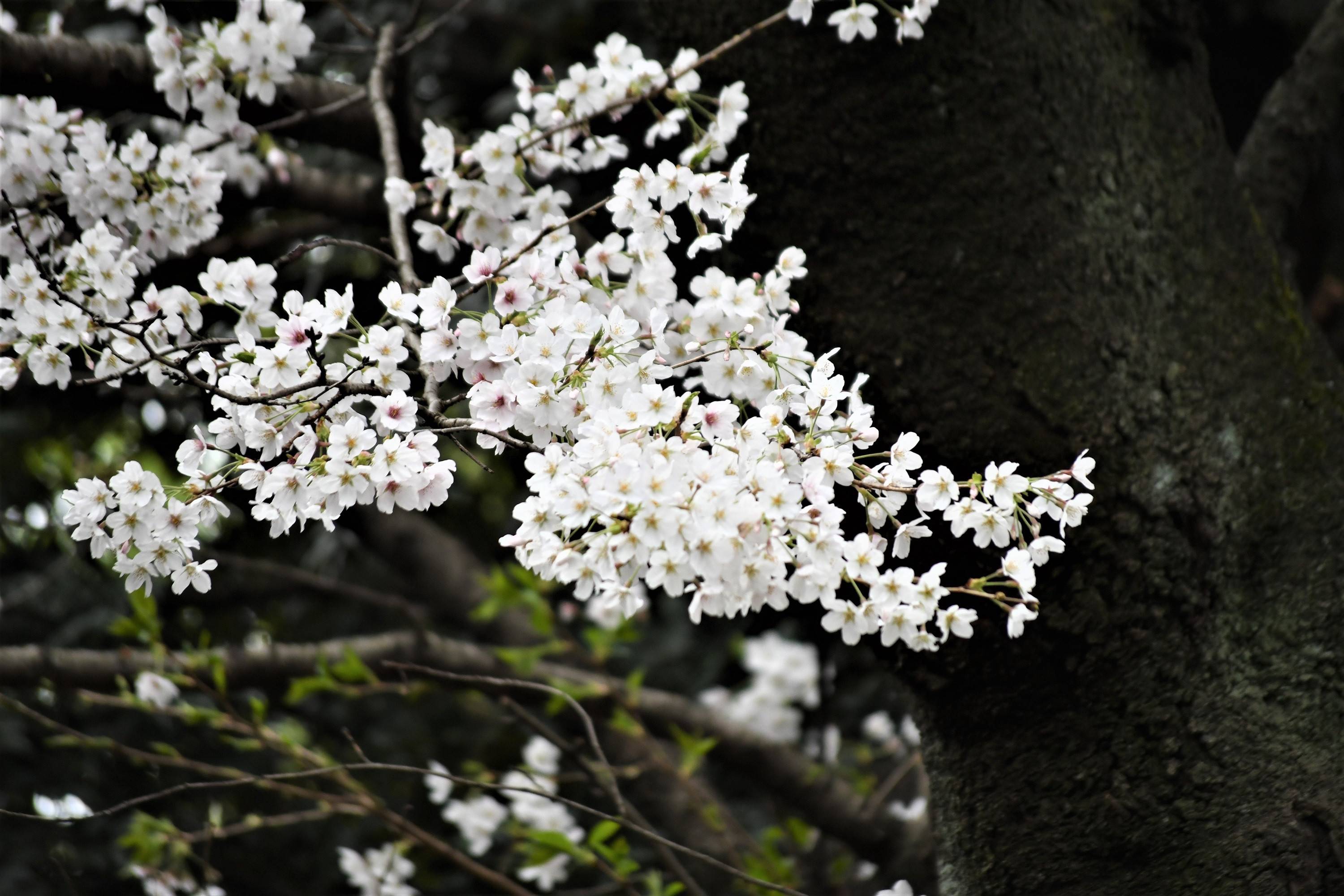 園内の桜は一気に開花していますの写真