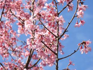 オカメザクラの次は