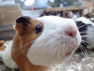 モルモットのお名前～見た目の巻⑥～