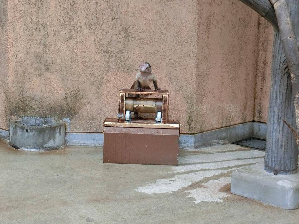 新しいおもちゃ ~設置後1週間が経過しました~の写真