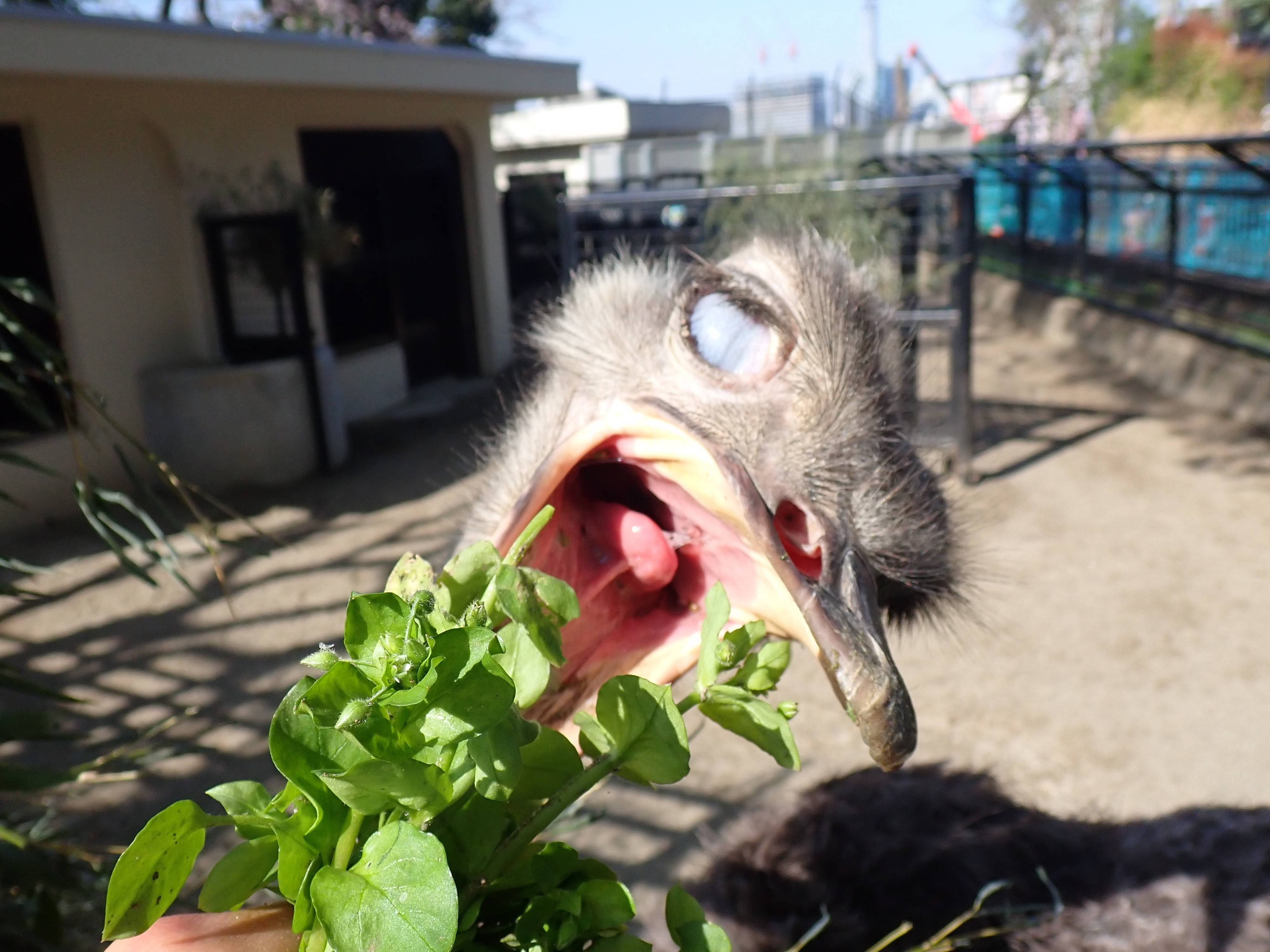 春の野草祭りの写真