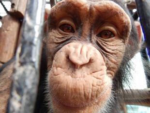 新米チンパンジー係の一年