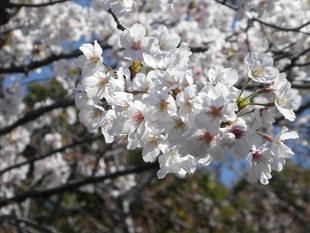 園内の桜は3~7分咲きです