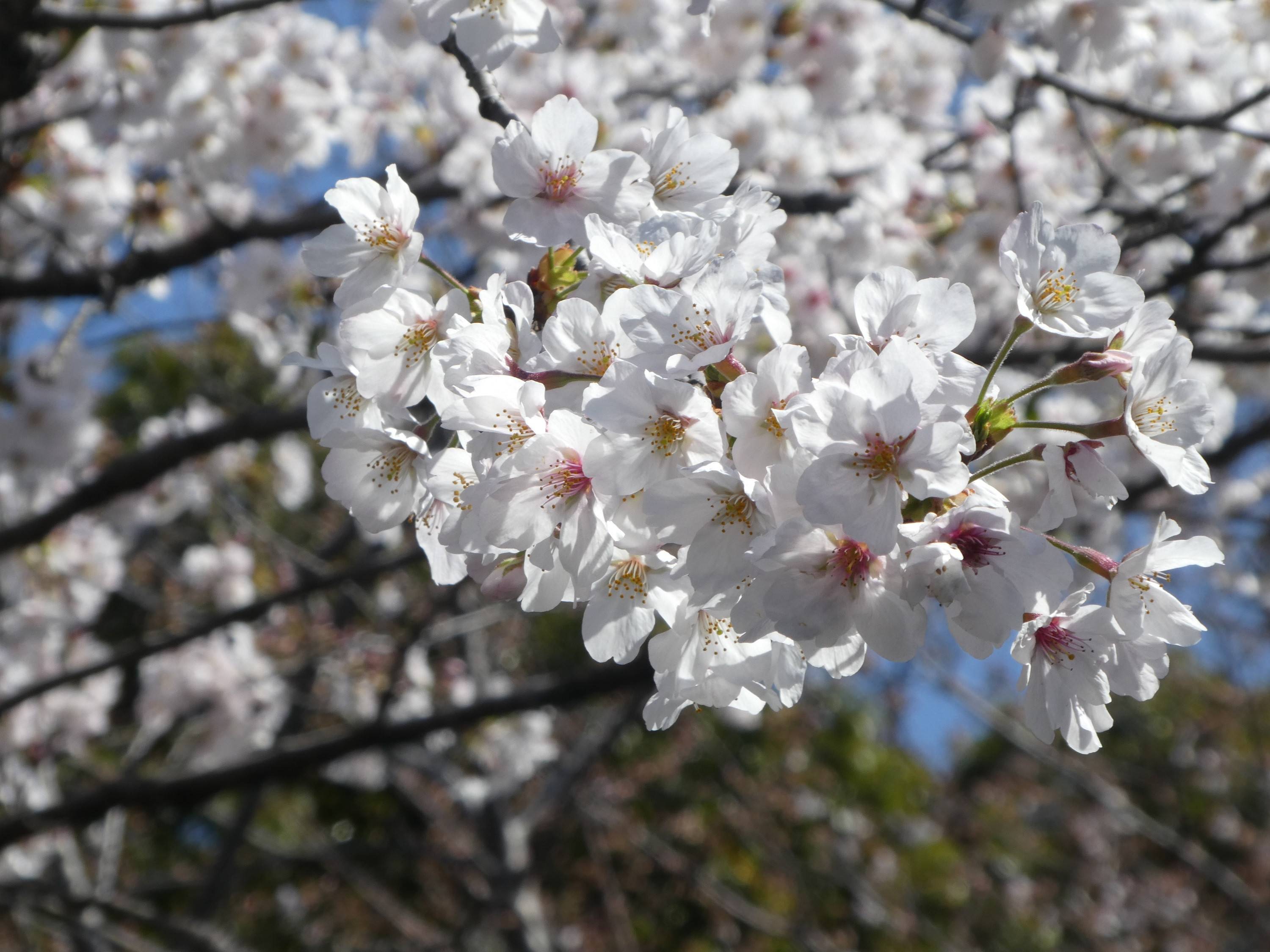 園内の桜は3~7分咲きですの写真