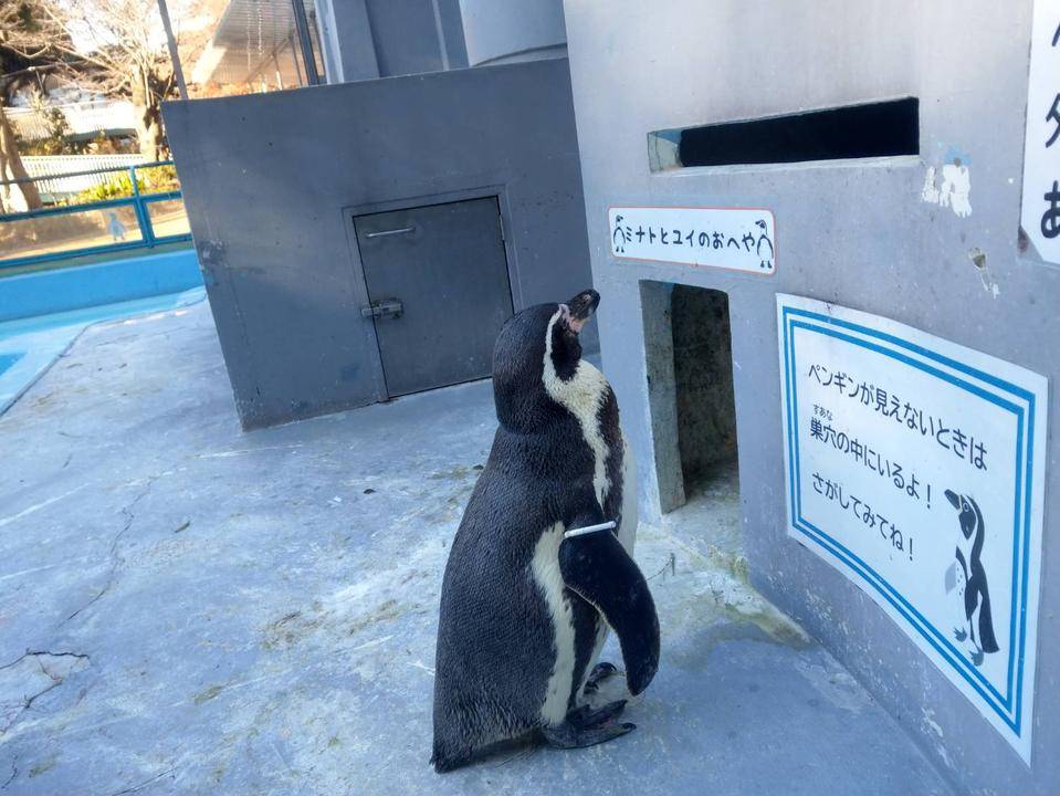ペンギンの表札の写真