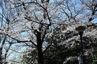 園内散策しながら見上げてみよう