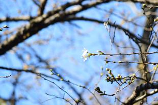 動物園内のソメイヨシノが開花しました