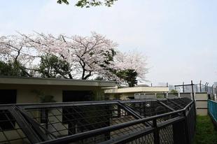 園内の桜、場所によっては見頃です