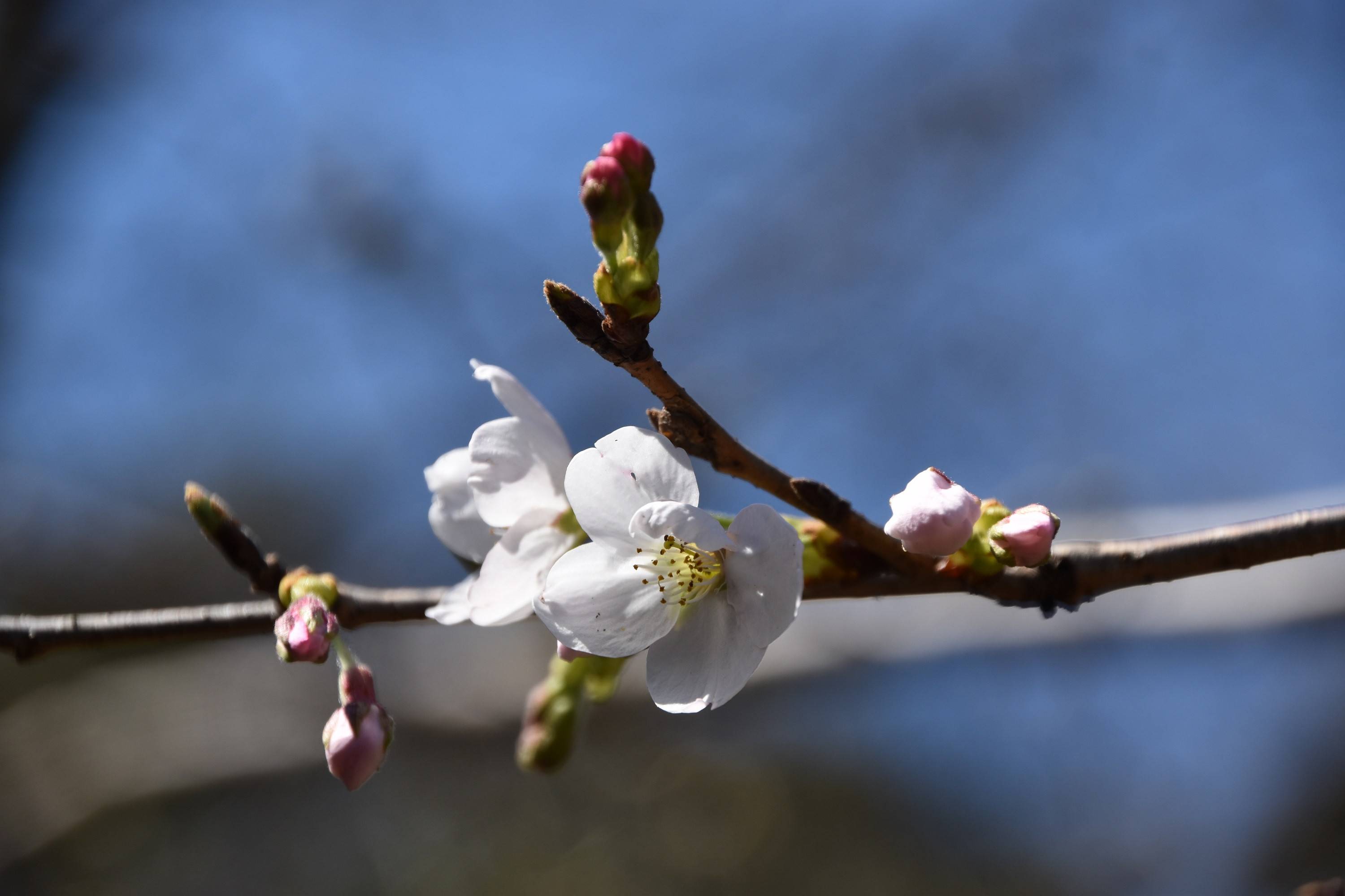 野毛山公園展望地区のソメイヨシノも開花しましたの写真