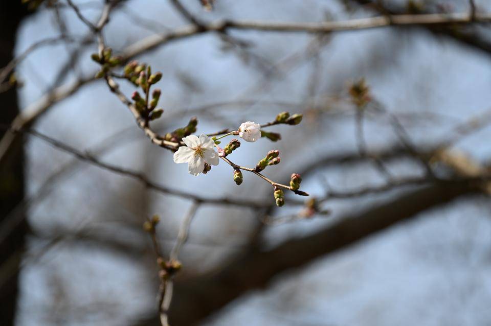 公園展望地区遊具広場のソメイヨシノが開花しましたの写真