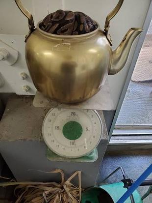 やかんからの脱出