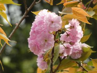 八重桜が見頃です