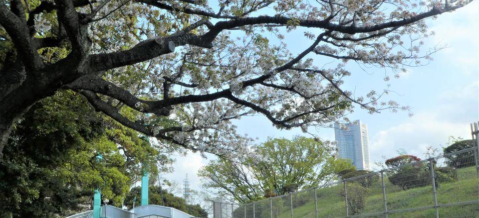 【展望地区】公園側つり橋のヤマザクラの写真