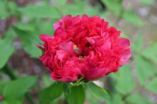 例年より早くボタンも開花しています