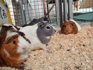 モルモットのお名前～見た目の巻⑦～