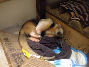 アサヒに実家ができた⁉